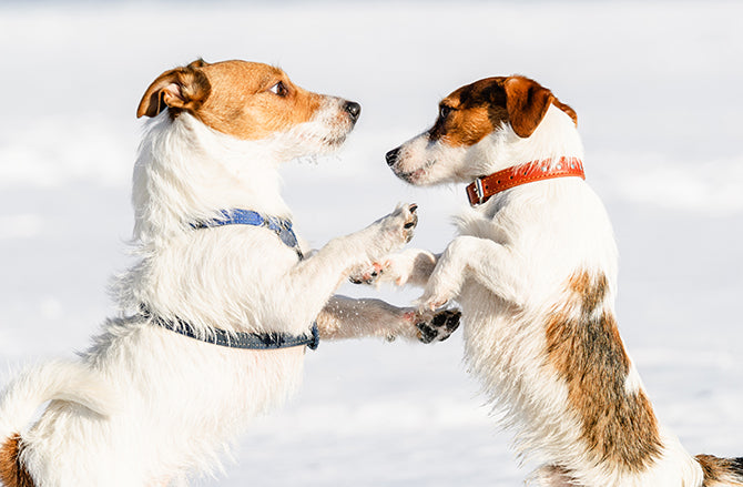 Keine Glaubensfrage: Halsband oder Geschirr für Hunde?