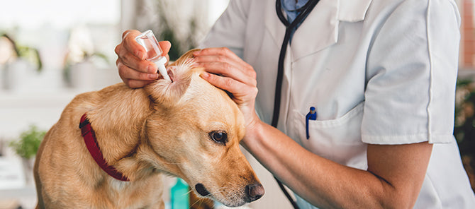 Ohrenentzündung beim Hund – alles andere als eine Kleinigkeit