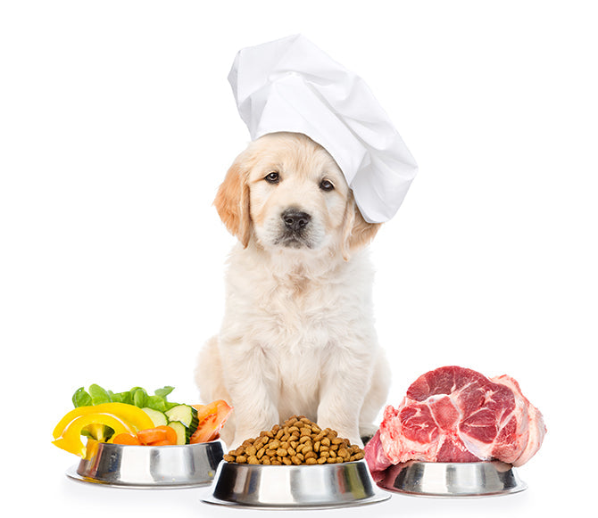 Getreide im Hundefutter: ja, nein, vielleicht?