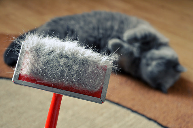 Hilfe bei der Fellpflege: Müssen Sie Ihre Katze bürsten?
