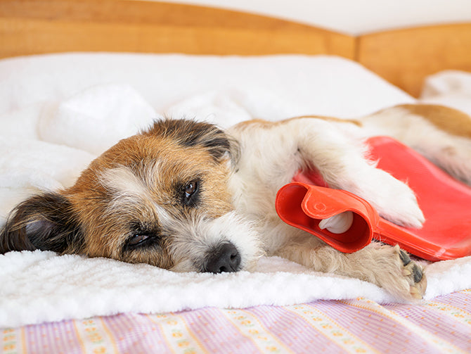 Magenprobleme beim Hund – wir erklären, wann du wie handeln solltest