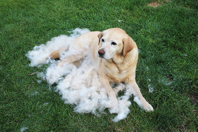 Eine haarige Sache: Fellwechsel beim Hund - was tun?