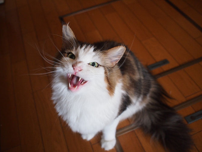 Katzensprache: Warum die Katze miaut & wie sie noch kommuniziert