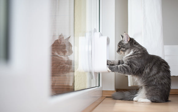 Katzentüren: Wie die Katze am besten durchbekommen?
