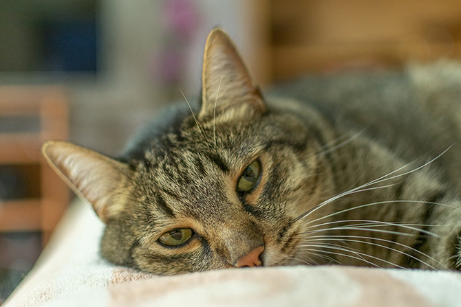 Was kannst du tun, wenn die Katze erbricht?