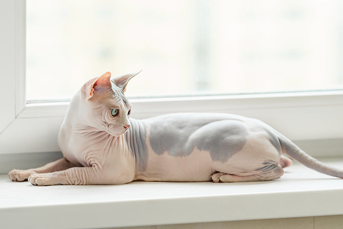 Sphynx-Katze ohne Fell – was bei Haltung & Pflege beachten?