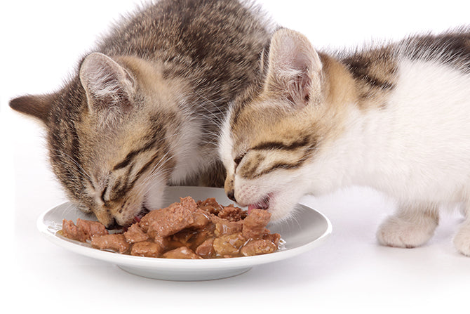 Kittenfutter: Wie sinnvoll ist diese Spezialernährung wirklich?