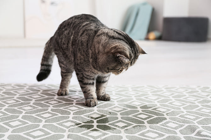 Kein böser Wille: Was tun, wenn die Katze unsauber wird?