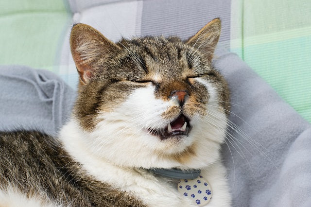 Behandlung von Katzenschnupfen: erkennen, verstehen, vorbeugen