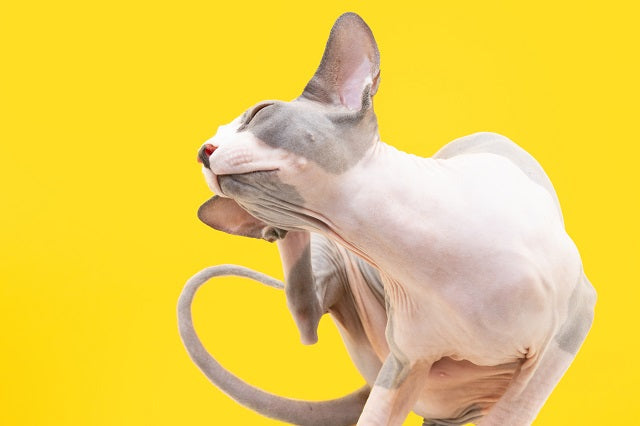 Katzen-Hautkrankheiten: Was tun, wenn’s ständig juckt?