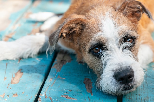 Herzinsuffizienz beim Hund: Ursachen, Symptome, Behandlung