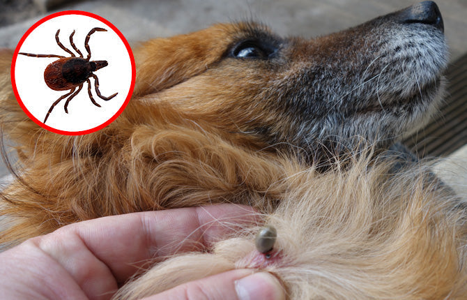 Zecken bei Hunden - nur lästig oder auch gefährlich?
