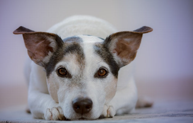 Weit verbreitetes Leiden: Niereninsuffizienz beim Hund