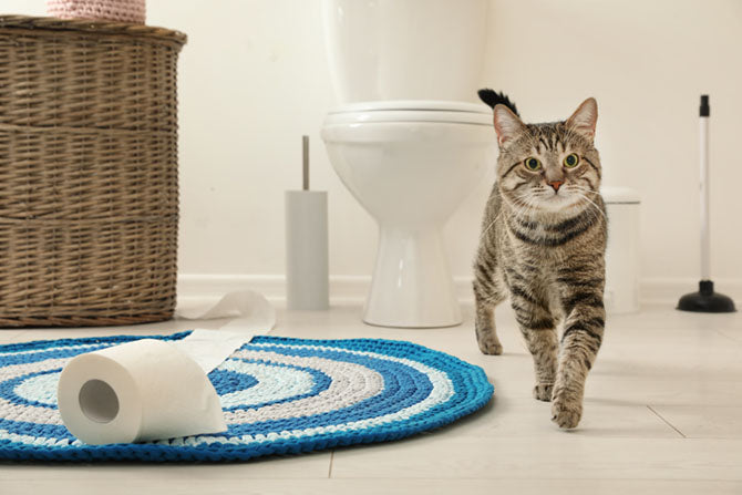 Katzentoilette: Das macht die Katze wirklich froh!