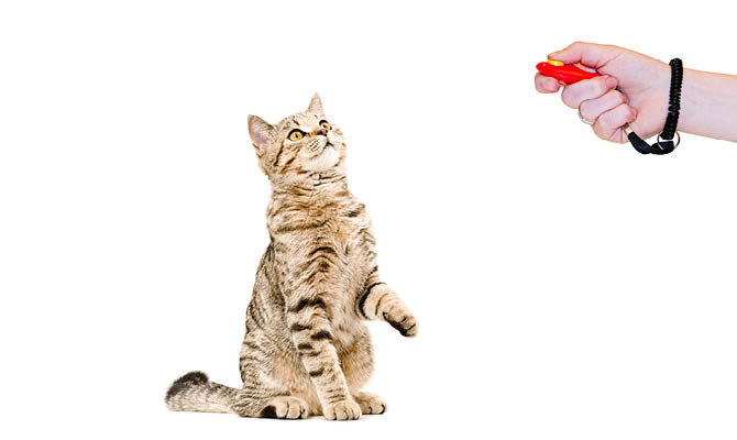Sitz, gib Pfötchen & Apportieren: Ist Clickertraining mit Katzen machbar?