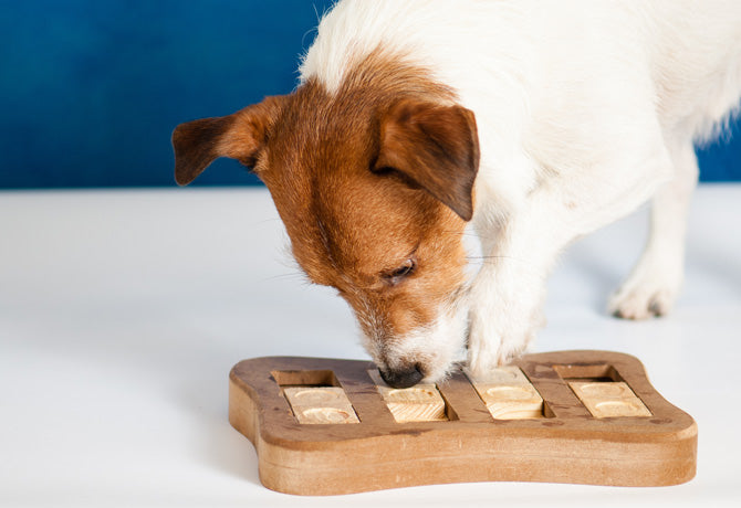 Für den kleinen Sherlock Wauz: Intelligenzspielzeuge für Hunde