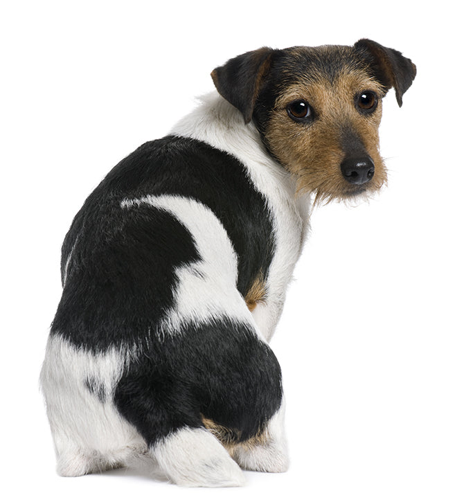 Hilfe! Mein Hund hat Durchfall – wieso, weshalb, was tun?