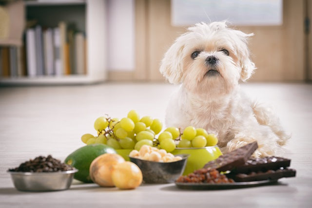 Schädlich, giftig, unbekömmlich: Was dürfen Hunde nicht essen?