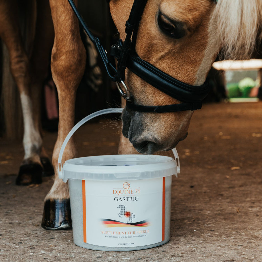 Equine 74 Gastric Pulver 6kg