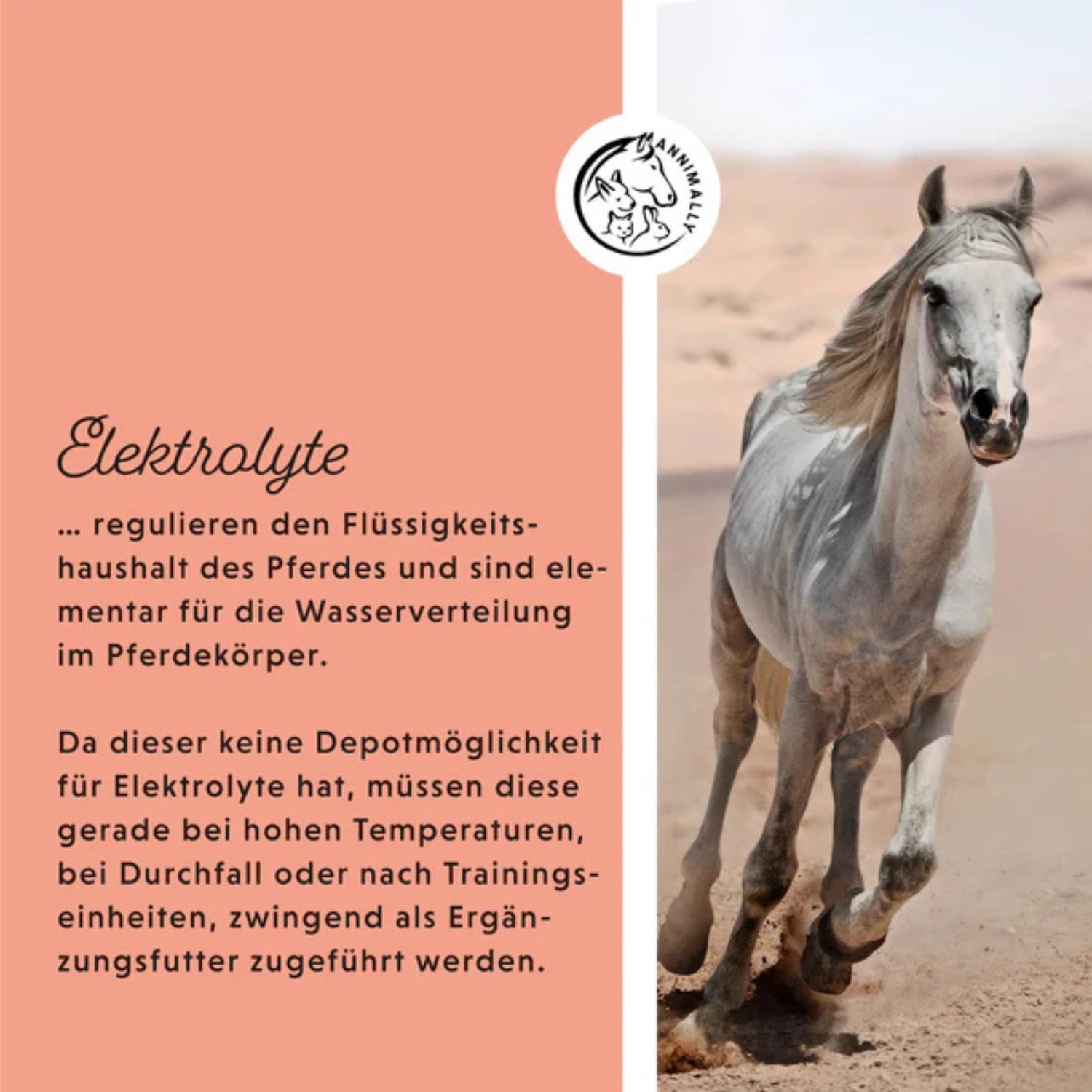Annimally Elektrolyte Liquid für Pferde 1000ml