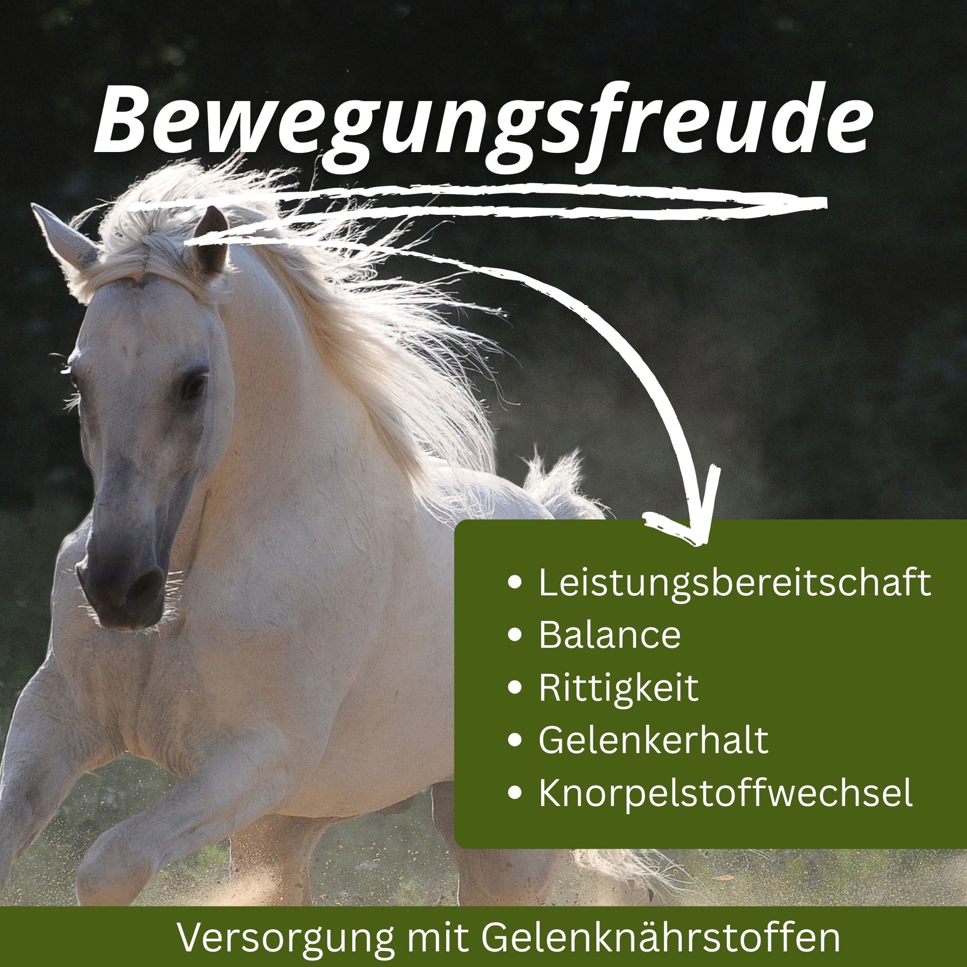 Equidocs Gelenk Duo