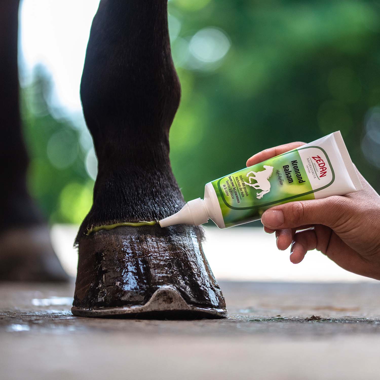 ZEDAN Kronrand Balsam Huf Aufbau 100ml