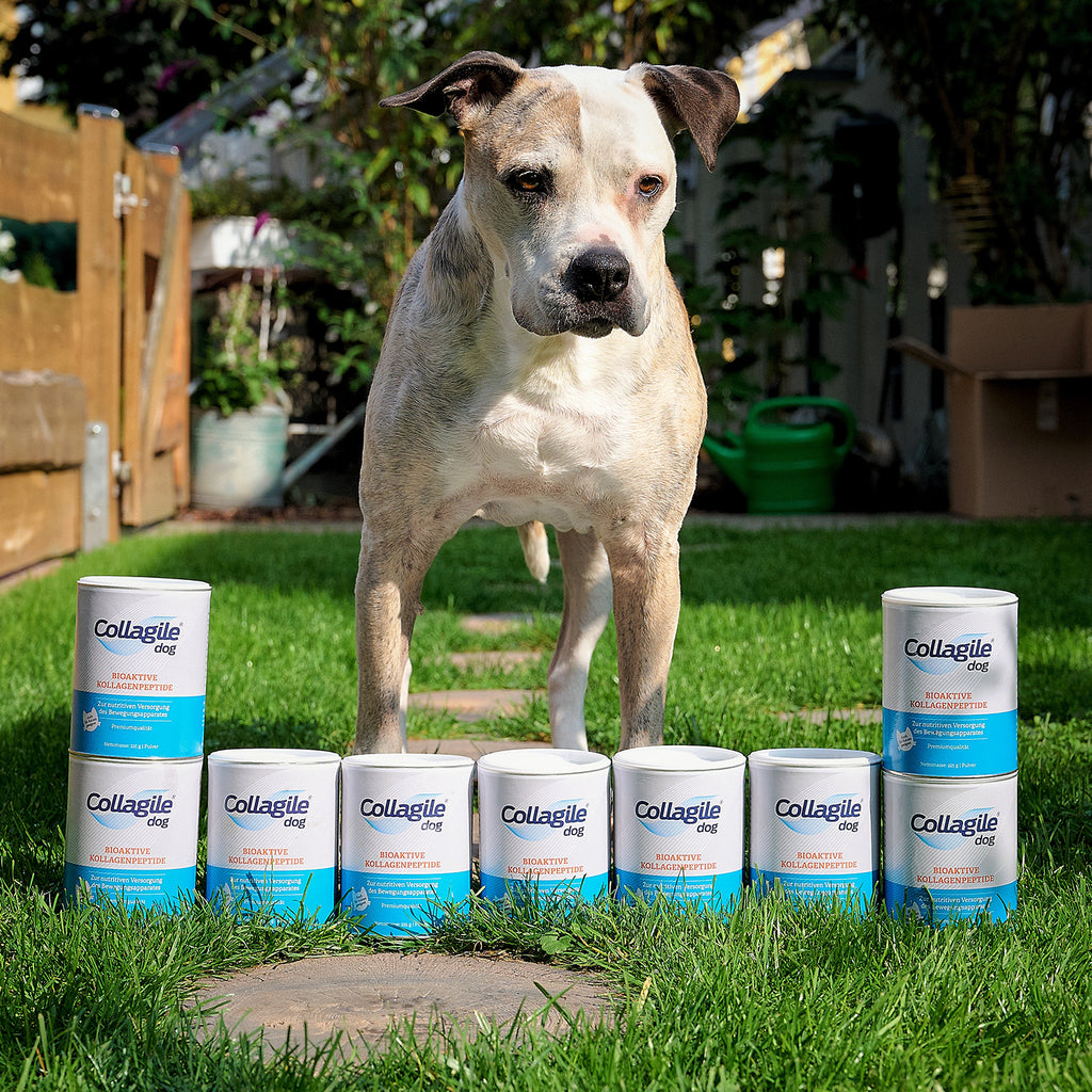Collagile Dog 225g 6er Pack