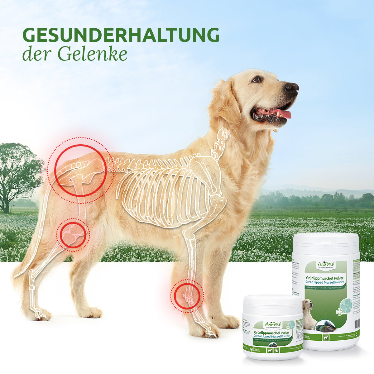 AniForte Grünlippmuschel Pulver 100g