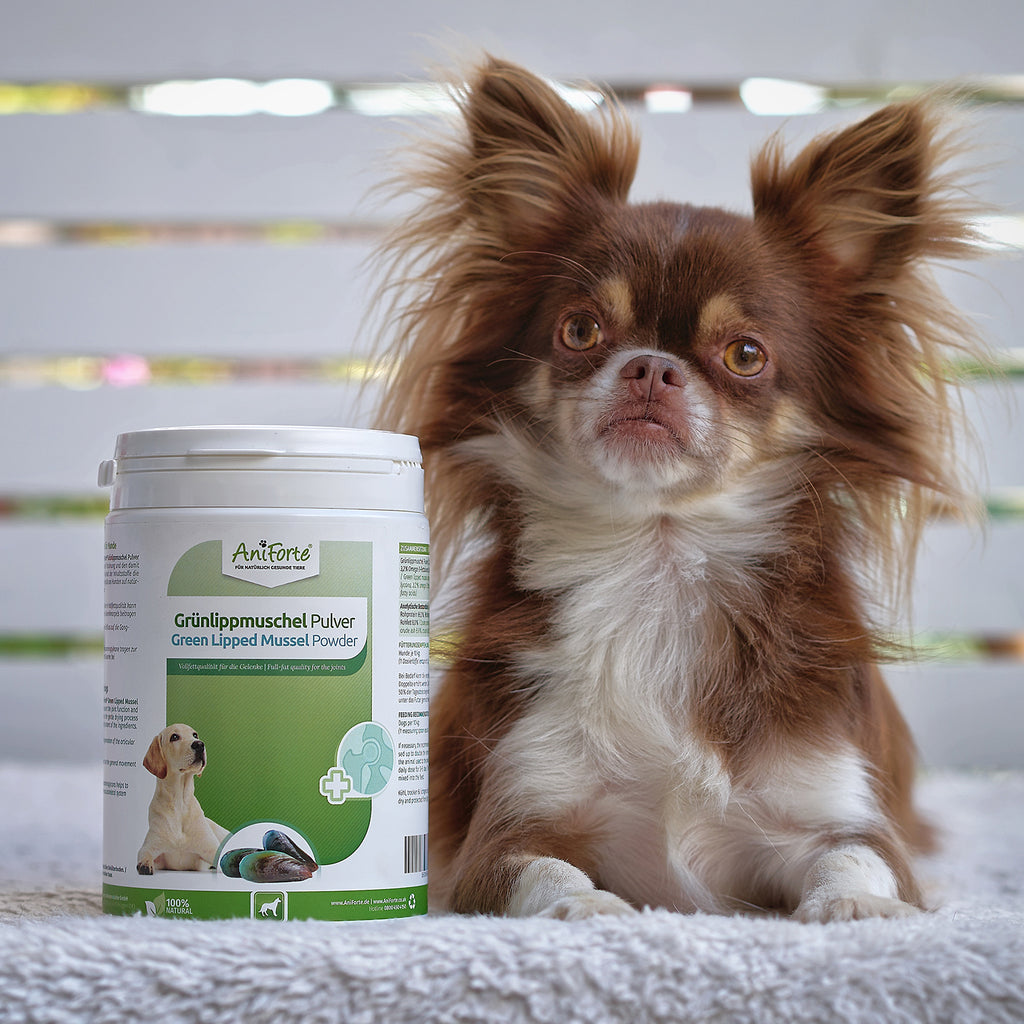 AniForte Grünlippmuschel Pulver 100g
