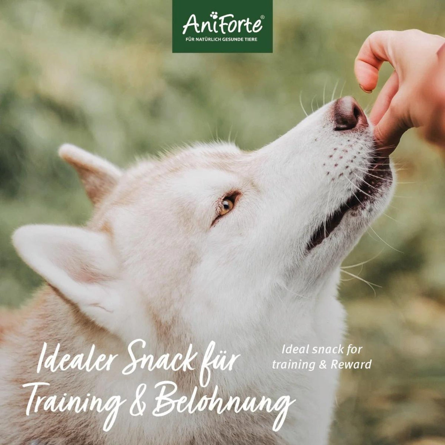 AniForte Dog Snacks Pferd 150g