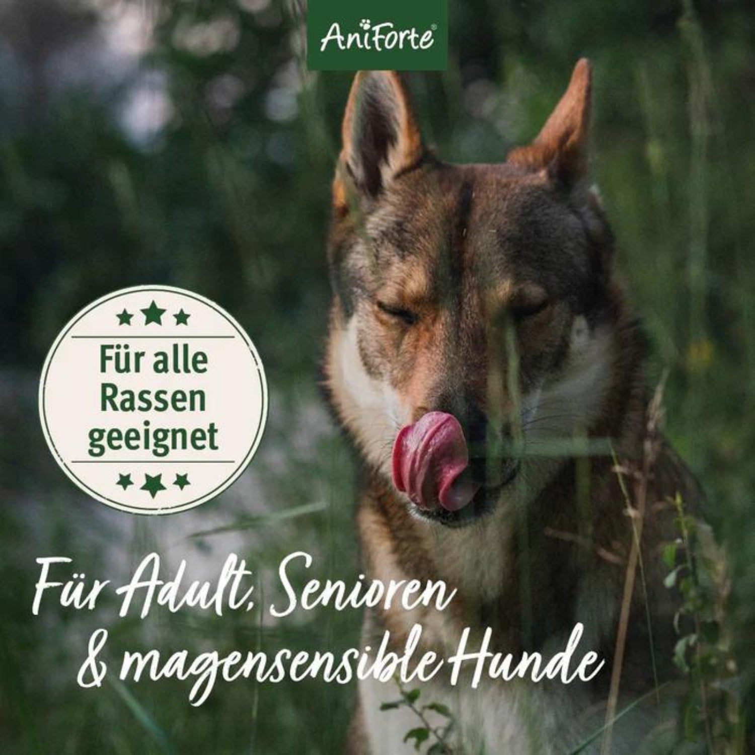 AniForte Trockenfutter FjordSalmon- frischer Lachs mit Kartoffeln für Hunde 12,5kg