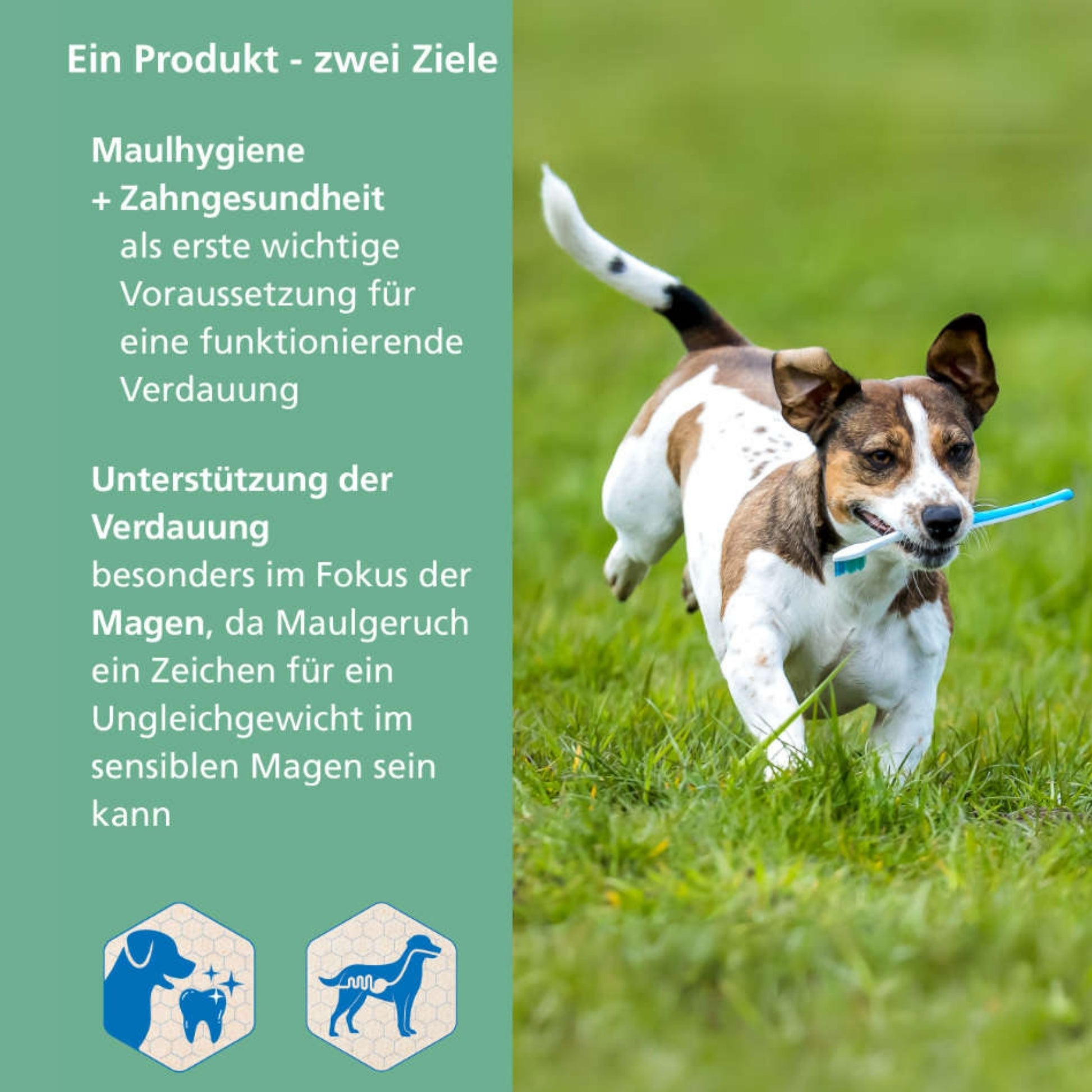 Höveler DOG Zahn Plus für Hunde 150g