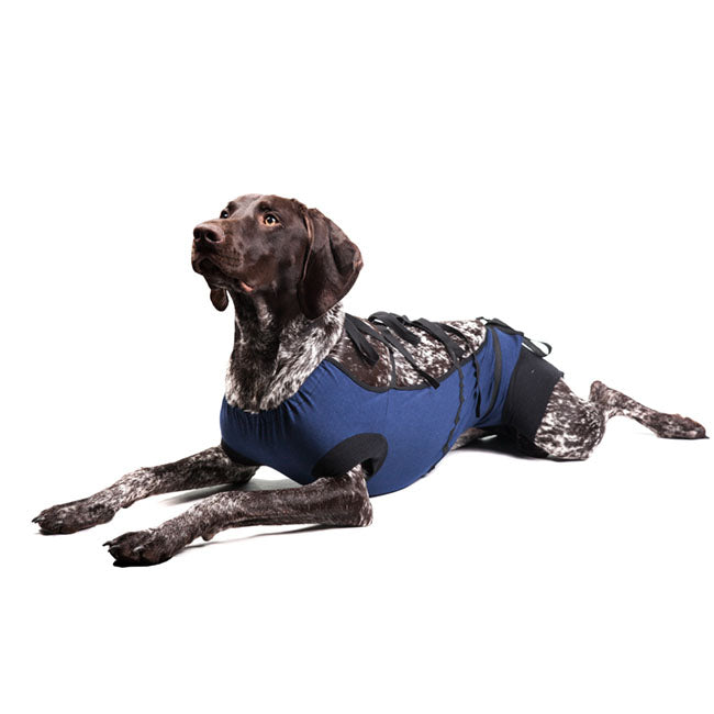 Bauchverband für Hunde Weinrot  XL 51cm